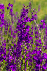 Consolida orientalis. Eastern Larkspur. Bright purple flowers on a green meadow