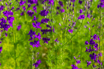 Consolida orientalis. Eastern Larkspur. Bright purple flowers on a green meadow