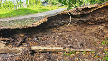 Broken Tree Trunk: A weathered and split tree trunk lies exposed on the forest floor, showcasing the intricate network of roots and the passage of time. 