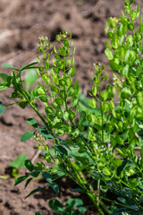 In nature, Thlaspi arvense grows among wild grasses