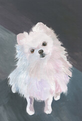 Drawing of a white Pomeranian spitz looking up from the bottom on a dark background