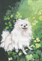 Drawing of a white Pomeranian Spitz on a background of green grass