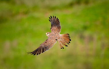 Turmfalke (Falco tinnunculus)