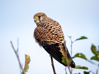 Turmfalke (Falco tinnunculus)