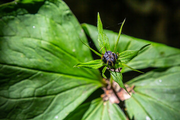 Very poisonous plant Raven's eye four-leaf Paris quadrifolia also known, berry or True Lovers Knot growing in the wild in a forest