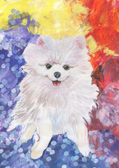 Drawing of a white Pomeranian Spitz on a colorful bright background