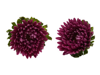 赤紫色のアスターの花