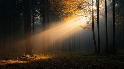 Magical Sunlight Breaking Through Trees in Enchanted Forest During Autumn Season at Dusk