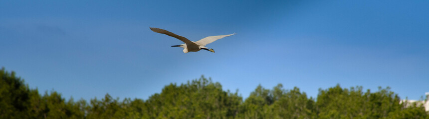 Graceful egret in flight against clear blue sky on a suny day