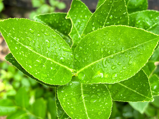 Lemon leaves and raindrops