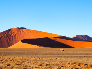 A gemsbok antelope walks gracefully in front of a towering dune