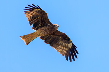 飛翔する美しいトビ（タカ科）
英名学名：Black Kites (Milvus migrans)
栃木県栃木市渡良瀬遊水地-2024
