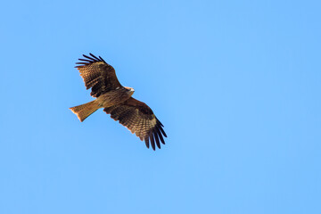 飛翔する美しいトビ（タカ科）
英名学名：Black Kites (Milvus migrans)
栃木県栃木市渡良瀬遊水地-2024
