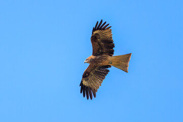 飛翔する美しいトビ（タカ科）
英名学名：Black Kites (Milvus migrans)
栃木県栃木市渡良瀬遊水地-2024
