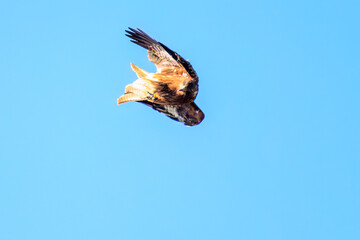 飛翔する美しいトビ（タカ科）
英名学名：Black Kites (Milvus migrans)
栃木県栃木市渡良瀬遊水地-2024
