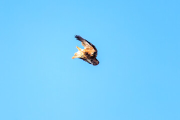 飛翔する美しいトビ（タカ科）
英名学名：Black Kites (Milvus migrans)
栃木県栃木市渡良瀬遊水地-2024
