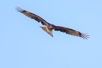 飛翔する美しいトビ（タカ科）
英名学名：Black Kites (Milvus migrans)
栃木県栃木市渡良瀬遊水地-2024
