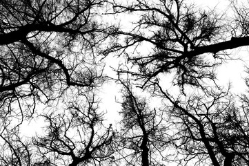 Black branches tree isolated on white. Black and white trees silhouettes on sky background. Bare...
