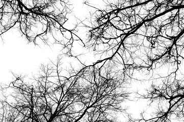 Black branches tree isolated on white. Black and white trees silhouettes on sky background. Bare branches trees in winter. Forest pattern texture. Treetops frame.