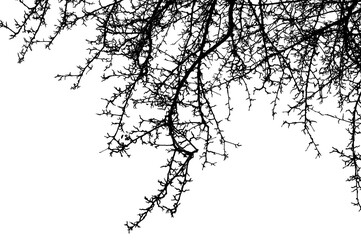 Black branches tree isolated on white. Black and white trees silhouettes on sky background. Bare branches trees in winter. Forest pattern texture. Treetops frame.