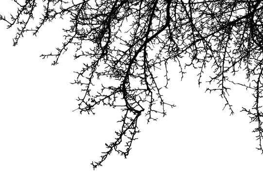 Black branches tree isolated on white. Black and white trees silhouettes on sky background. Bare branches trees in winter. Forest pattern texture. Treetops frame.