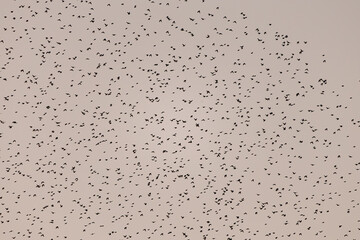 夕暮れに飛ぶムクドリ（ムクドリ科）の大群とそれを狙うチゴハヤブサ（ハヤブサ科）。
英名学名：White-cheeked Starling (Spodiopsar cineraceus, family comprising starlings)
Eurasian Hobby, Falco subbuteo
栃木県栃木市渡良瀬遊水地-2024
