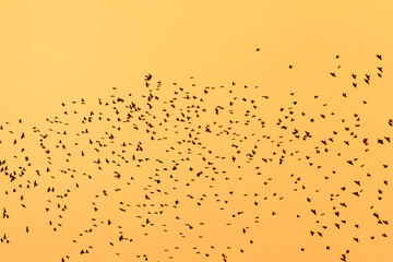 夕暮れに飛ぶムクドリ（ムクドリ科）の大群とそれを狙うチゴハヤブサ（ハヤブサ科）。
英名学名：White-cheeked Starling (Spodiopsar cineraceus, family comprising starlings)
Eurasian Hobby, Falco subbuteo
栃木県栃木市渡良瀬遊水地-2024
