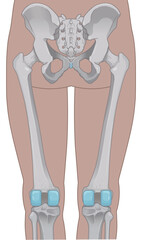 下肢の骨格のイラスト　lower limb bones illustration