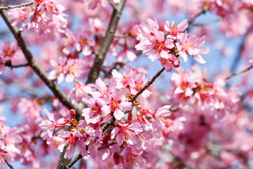 京都 長徳寺のおかめ桜　Okamezakura at Chotokuji Temple, Kyoto