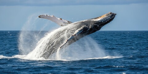 Obraz premium Whale breaching in the open ocean with spray, whale, sea mammal, wild animal, wave, ocean creature