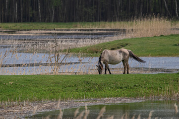 Koń na wolności spaceruje po plaży między stawami, konik polski © Paweł Kacperek