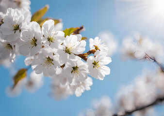 Fototapeta premium Stunning White Spring Blossoms on a Sunny Day Close Up View of Delicate Flowers