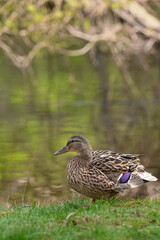 Kaczka krzyżówka ona samica nad wodą widok od boku, upierzenie brązowe z niebieskim 