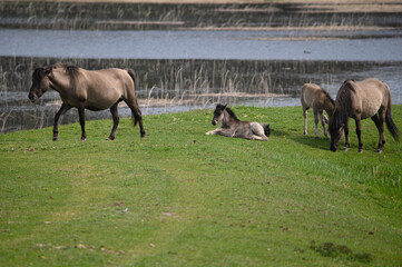 Dzikie konie nad wodą, krajobraz z końmi, piękne Roztocze © Paweł Kacperek