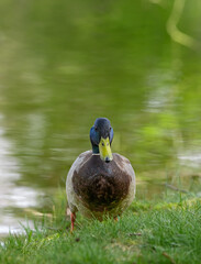 Kaczka krzyżówka ptak wodny idzie w stronę obiektywu, fotografia przyrodnicza