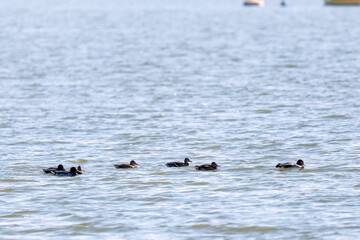 池で餌を探す美しいマガモ(カモ科)他の群れ
英名学名:Mallard ducks (Anas platyrhynchos)
栃木県栃木市渡良瀬遊水地-2024