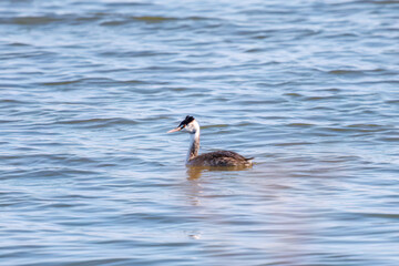 湖で餌を探す美しいカンムリカイツブリ（カイツブリ科）
英名学名：Great Crested Grebe (Podiceps cristatus, family Grebe Podiceps) 
栃木県栃木市渡良瀬遊水地-2024
