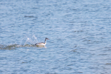 Fototapeta premium 湖で餌を探す美しいカンムリカイツブリ（カイツブリ科） 英名学名：Great Crested Grebe (Podiceps cristatus, family Grebe Podiceps) 栃木県栃木市渡良瀬遊水地-2024 