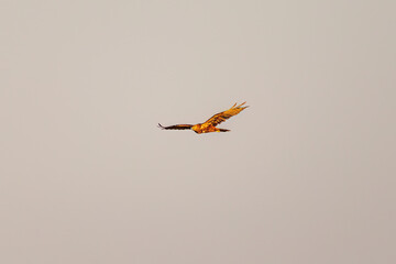 夕方ねぐら入りするために飛翔する美しいチュウヒ（タカ科）
英名学名：Eastern Marsh Harrier (Circus spilonotus, family comprising the hawks) 
栃木県栃木市渡良瀬遊水地-2024
