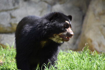 Andean Bear Cub with his Mouth Slightly Open
