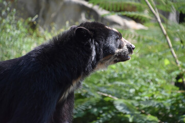 Side Profile of an Andean Bear in the Summer