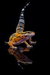 potrait reflection leopard gecko on black background, 05 February 2025 Indonesia
