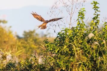 夕方ねぐら入りするために飛翔する美しいチュウヒ（タカ科）
英名学名：Eastern Marsh Harrier (Circus spilonotus, family comprising the hawks) 
栃木県栃木市渡良瀬遊水地-2024
