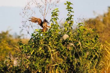 夕方ねぐら入りするために飛翔する美しいチュウヒ（タカ科）
英名学名：Eastern Marsh Harrier (Circus spilonotus, family comprising the hawks) 
栃木県栃木市渡良瀬遊水地-2024
