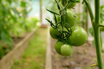 close-up of tomatoes, growing on a vine in greenhouse. Sustainable agriculture promotes fresh, organic vegetables for home cooking and healthy eating