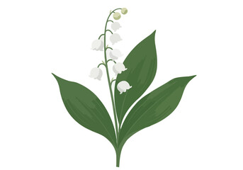 Obraz premium Lily of the Valley Illustration. This image shows a detailed depiction of a lily of the valley plant with white bell-shaped flowers and green leaves. Vector illustration design.