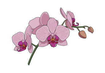 Obraz premium Orchid Illustration. This image shows a detailed drawing of pink orchids with green stems and buds. Vector illustration design.