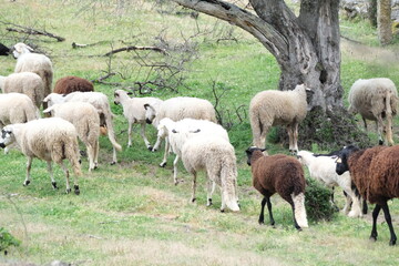 Troupeau de moutons à la campagne