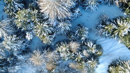 Vista dall'alto di abeti e pini ricoperti di neve in montagna
