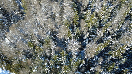 Vista dall'alto di abeti e pini ricoperti di neve in montagna